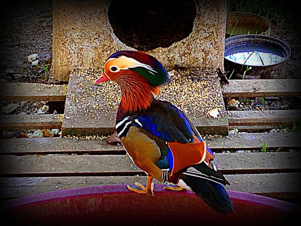 Romans d'Isonzo Agriturismo Borgovecchio מראה חיצוני תמונה