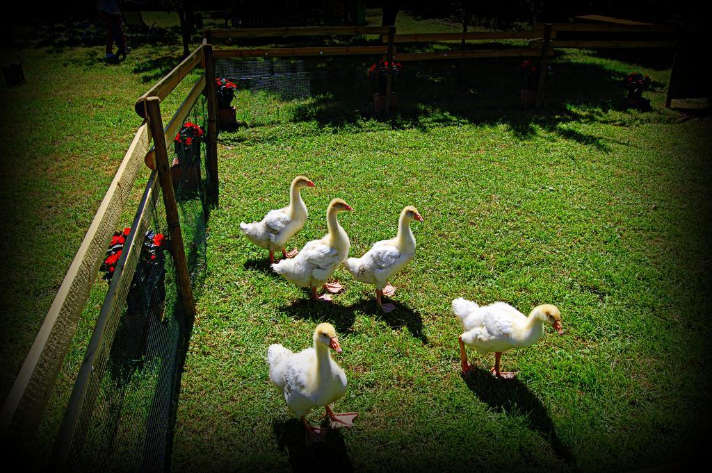 Romans d'Isonzo Agriturismo Borgovecchio מראה חיצוני תמונה